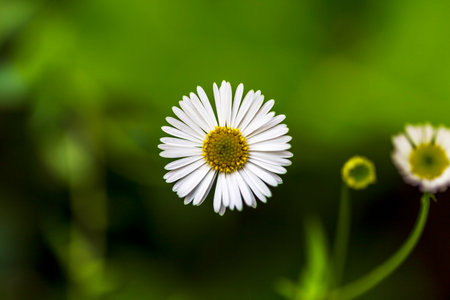 Garden daisies on a natural background