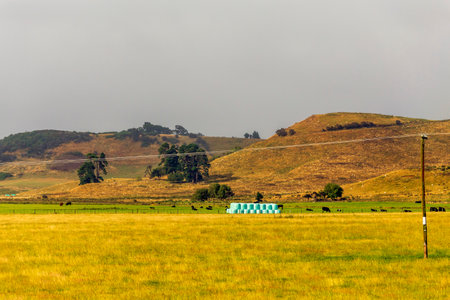 Several large round bales of hay on the field