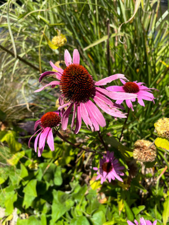 Closeup on Coneflower, Echinacea angustifoliaの写真素材