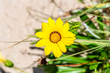 Close up of yellow Gazania rigens flower (treasure flower)の写真素材