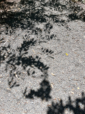Tree shadows on gravel path