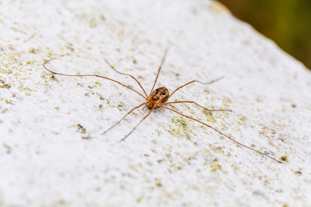 Daddy long legs spiders on the floor