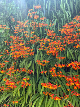 Close up view of brilliant scarlet-red flowers of Crocosmia 'Lucifer' (Montbretia)の写真素材