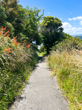 Pathway with overgrown nature in the Brooklyn suburb of Wellington, New Zealandの写真素材