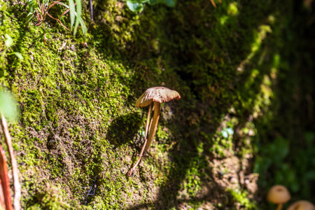 Majestic mushrooms sprouting amidst lush moss bed