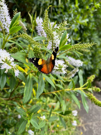 Native New Zealand Yellow Admiral butterfly