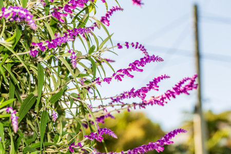 Captivating Mexican Bush Sage in New Zealand, Exotic Beauty Thrives Abroad