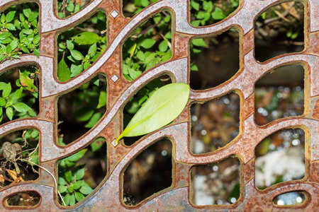 Contrasting Elements, Metal Pattern Wall with Leavesの写真素材