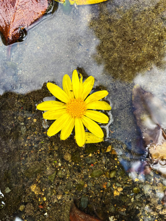 Euryops Pectinatus Adrift in the Water, A Delicate Contrast Against the Concreteの写真素材