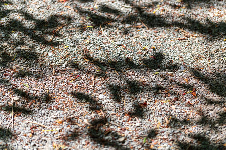Tree Shadows Gracefully Adorn a Gravel Path