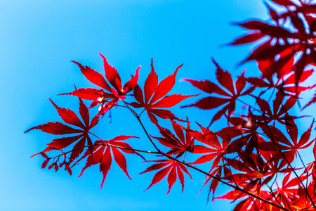 Red Maple Leaves Against a Vivid Blue Sky