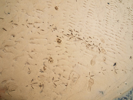 Bird and Dog Tracks Imprinted on Wet Sand