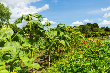 Sunflowers Gently Swaying in the Breezeの写真素材