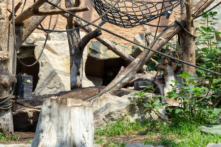 Woodland Habitat with Ropes and Rocks