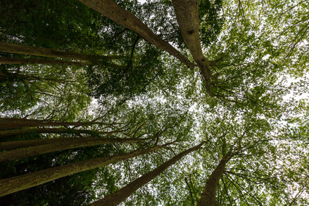Looking Up Through Forest Canopy with Tall Treesの写真素材