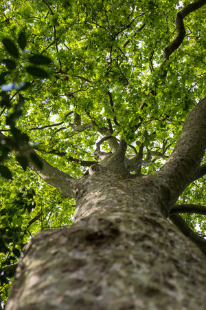 Upward View of Tree Canopy in Hyde Park
