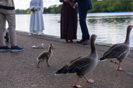 Geese Family Strolling by Lakeside with People in Backgroundの写真素材