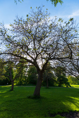 Sunlit Tree with Bare Branches in London Parkの写真素材