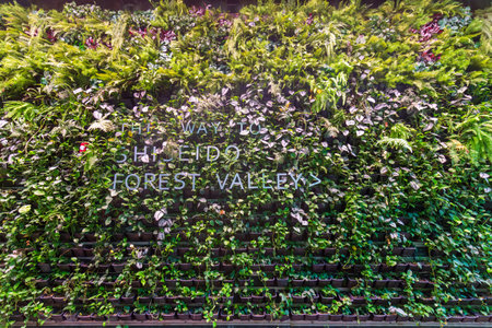 Singapore - May 31, 2024: Vertical greenery wall at Shiseido Forest Valley in Singapore, showcasing lush, vibrant plants in a modern urban settingのeditorial素材