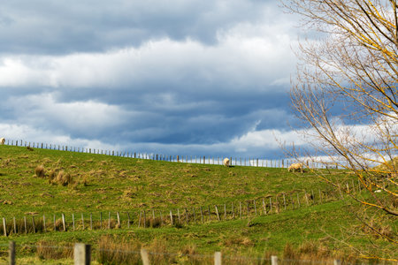 Rolling Hillside with Grazing Sheep and Cloudy Skyの写真素材