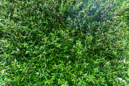 Dense Green Foliage Close-Up with Vibrant Leavesの写真素材