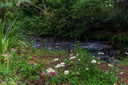 Wildflowers and Stream Surrounded by Lush Greenery in Parkの写真素材