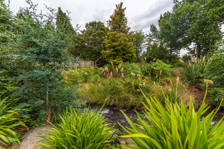 A tranquil stream flows gently through the lush greenery at Ohakune Carrot Adventure Parkの写真素材