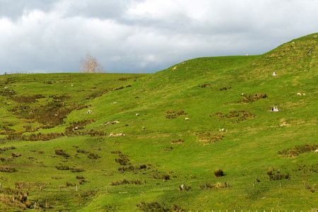 Rolling Hillside with Grazing Sheep and Cloudy Skyの写真素材