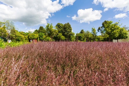 Hamilton, New Zealand - January 04, 2024: A vibrant garden meadow in the Concept Garden at Hamilton Gardens, New Zealandのeditorial素材