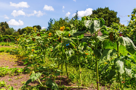 Tall sunflowers bask in the summer sun amidst the vibrant greenery of the Herb Gardenの写真素材