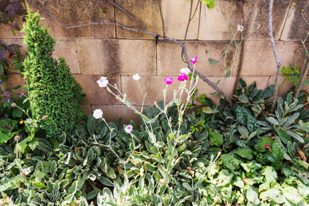 Garden Wall with Wildflowers and Lush Foliageの写真素材