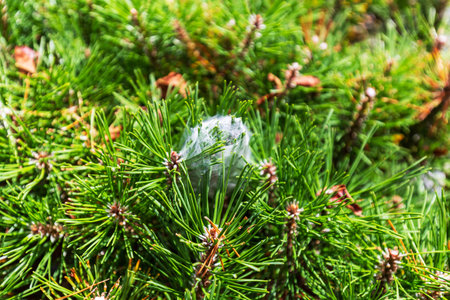 A close-up shot of a delicate spider web woven among vibrant pine needlesの写真素材