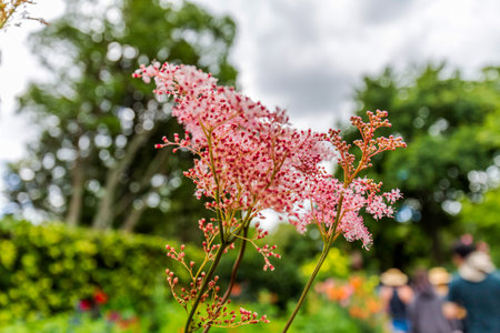 Close-Up of Delicate Pink Blossoms in Lush Garden Settingの写真素材