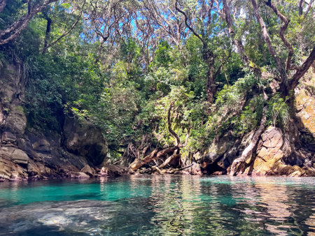 A serene view of the lush forest surrounding Whenuakura Island, also known as Donut Island, in Whangamata, New Zealandの写真素材