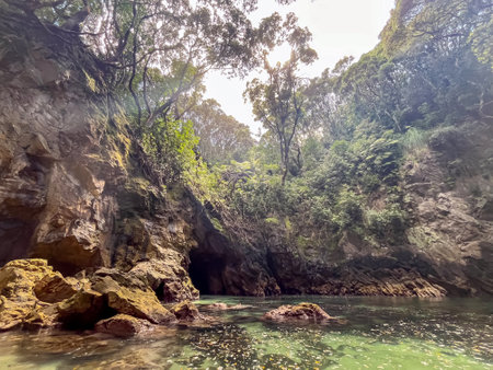 Sunlight filters through the dense forest canopy, casting a golden glow on the rugged rocks and tranquil waters of a secluded cove at Whenuakura Island, also known as Donut Island, in Whangamata, New Zealandの写真素材