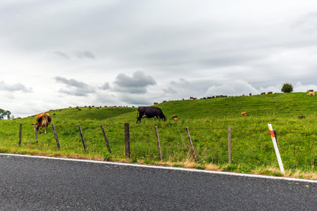 Roadside Cows Grazing on Green Hillside with Cloudy Skyの写真素材