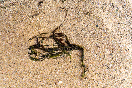 Washed-Up Seaweed on Sandy Beach Surface