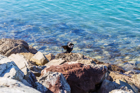 Solitary Bird on Rocky Shoreline with Crystal Clear Watersの写真素材