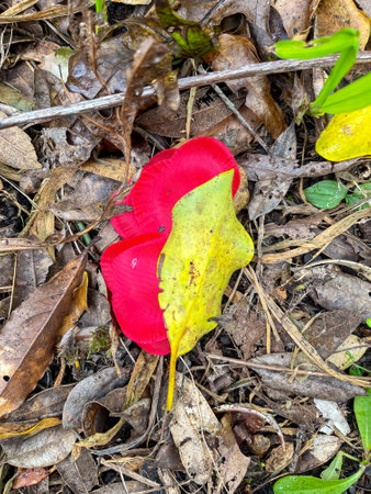 Bright Red and Yellow Leaves Amidst Dry Earthy Debrisの写真素材