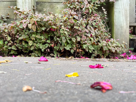 Close-Up of Fallen Petals on Pavement with Garden Backdropの写真素材
