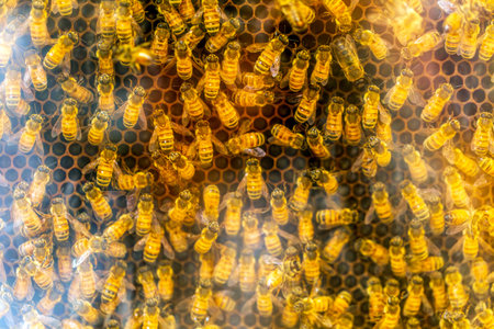 Busy Honeybees on Honeycomb in a Thriving Hive
