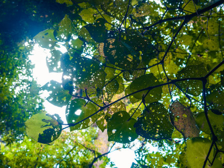 Sunlit Green Leaves with Natural Leaf Holes in Dense Forest