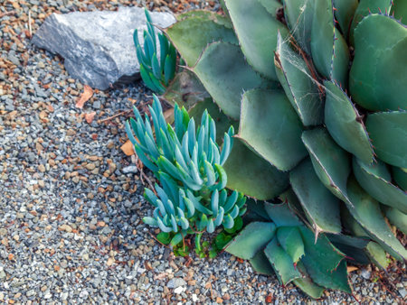 Blue Succulent Sprouts Next to Large Agave Plant on Rocky Groundの写真素材
