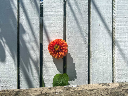 Vibrant Orange Flower Peeking Through White Wooden Fenceの写真素材