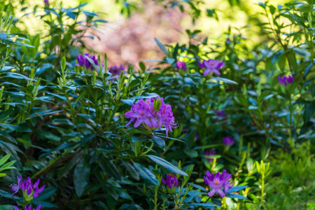 Purple Blossoms Amidst Lush Green Foliage in Gardeの写真素材