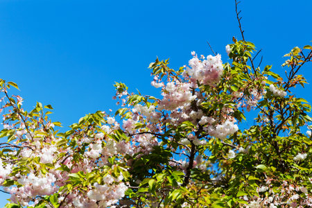 Blossoming Cherry Tree Against Clear Blue Sky in New Zealandの写真素材