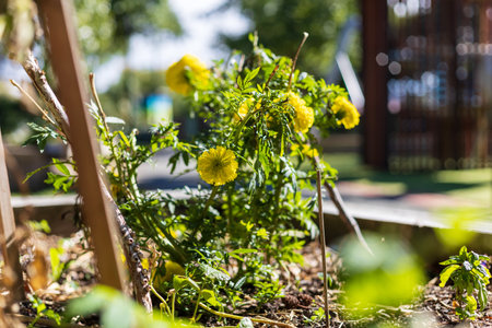 Bright Yellow Marigold Flowers Blooming in Community Gardenの写真素材