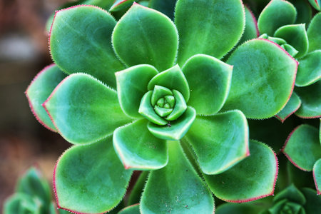 Close-Up of Vibrant Green Succulent with Red Edgesの写真素材
