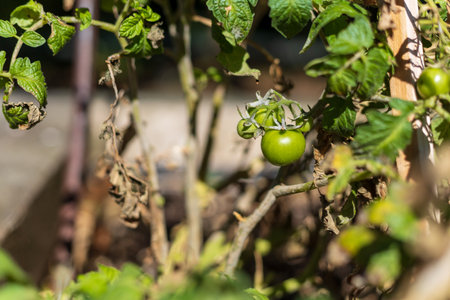Green Tomatoes Ripening on the Vineの写真素材