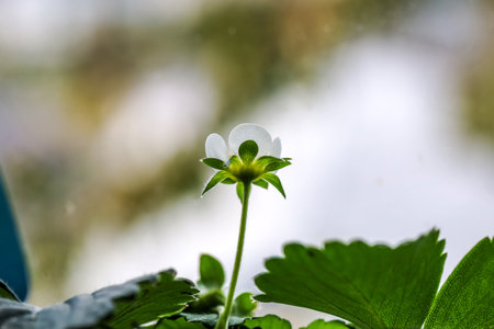 Delicate Strawberry Blossom in Early Spring Lightの写真素材